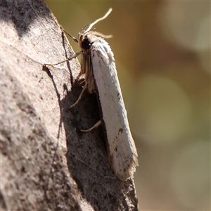 Philobota mathematica group undescribed species. at Gundaroo, NSW - 6 Nov 2024 08:52 AM