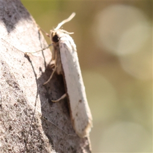 Philobota mathematica group undescribed species. at Gundaroo, NSW - 6 Nov 2024 08:52 AM