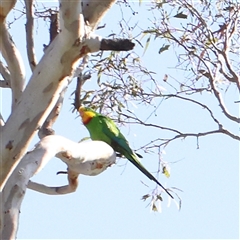 Polytelis swainsonii (Superb Parrot) at Gundaroo, NSW - 6 Nov 2024 by ConBoekel