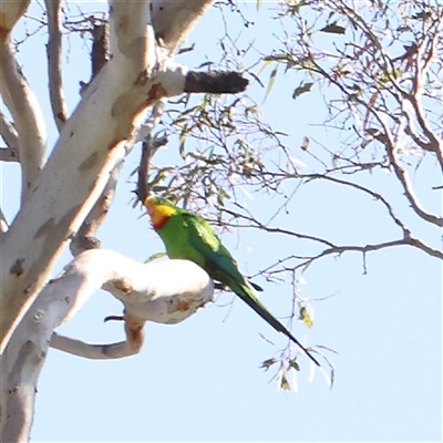 Polytelis swainsonii (Superb Parrot) at Gundaroo, NSW - 5 Nov 2024 by ConBoekel