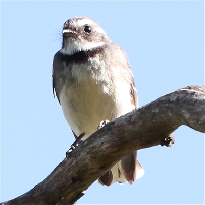 Rhipidura albiscapa (Grey Fantail) at Gundaroo, NSW - 5 Nov 2024 by ConBoekel