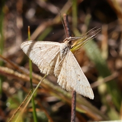 Scopula (genus) (A wave moth (Sterrhinae)) at Gundaroo, NSW - 6 Nov 2024 by ConBoekel