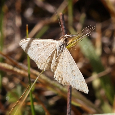 Scopula (genus) (A wave moth) at Gundaroo, NSW - 5 Nov 2024 by ConBoekel