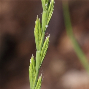 Lolium sp. at Gundaroo, NSW - 6 Nov 2024