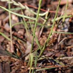 Lolium sp. at Gundaroo, NSW - 6 Nov 2024