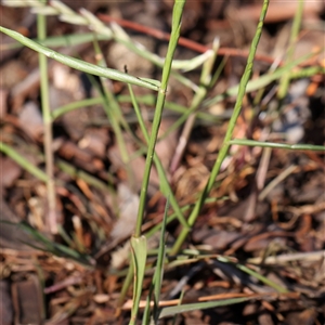 Lolium sp. at Gundaroo, NSW - 6 Nov 2024