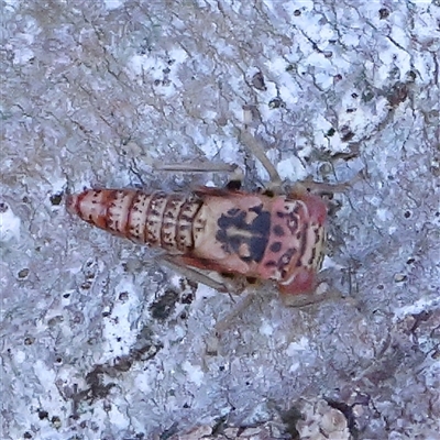 Unidentified Leafhopper or planthopper (Hemiptera, several families) at Gundaroo, NSW - 5 Nov 2024 by ConBoekel