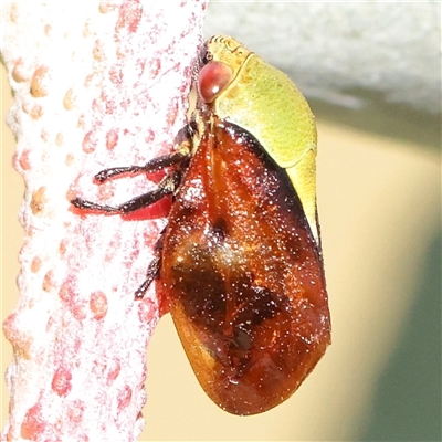 Chaetophyes compacta (Tube spittlebug) at Gundaroo, NSW - 6 Nov 2024 by ConBoekel