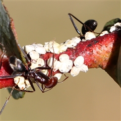 Eriococcus confusus (Gumtree scale) at Gundaroo, NSW - 6 Nov 2024 by ConBoekel