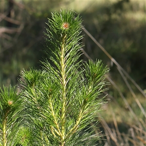 Pinus radiata at Gundaroo, NSW - 6 Nov 2024