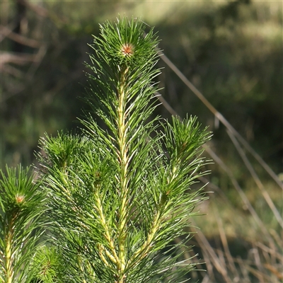 Pinus radiata (Monterey or Radiata Pine) at Gundaroo, NSW - 5 Nov 2024 by ConBoekel