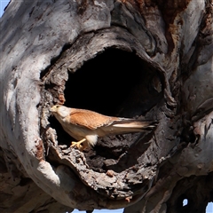 Falco cenchroides (Nankeen Kestrel) at Gundaroo, NSW - 6 Nov 2024 by ConBoekel