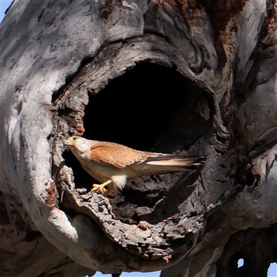 Falco cenchroides (Nankeen Kestrel) at Gundaroo, NSW - 6 Nov 2024 by ConBoekel