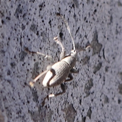 Merimnetes oblongus (Radiata pine shoot weevil) at Gundaroo, NSW - 6 Nov 2024 by ConBoekel