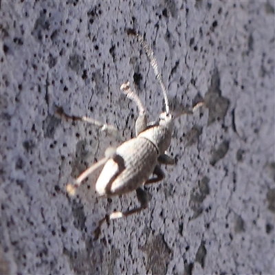 Merimnetes oblongus (Radiata pine shoot weevil) at Gundaroo, NSW - 6 Nov 2024 by ConBoekel