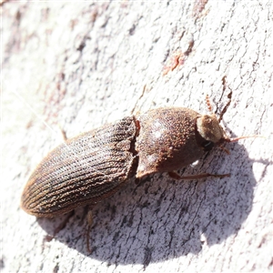 Agrypnus sp. (genus) at Gundaroo, NSW - 6 Nov 2024 09:32 AM