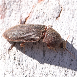 Agrypnus sp. (genus) at Gundaroo, NSW - 6 Nov 2024 09:32 AM