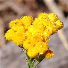 Chrysocephalum apiculatum (Common Everlasting) at Gundaroo, NSW - 6 Nov 2024 by ConBoekel