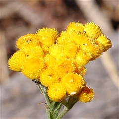 Chrysocephalum apiculatum (Common Everlasting) at Gundaroo, NSW - 6 Nov 2024 by ConBoekel