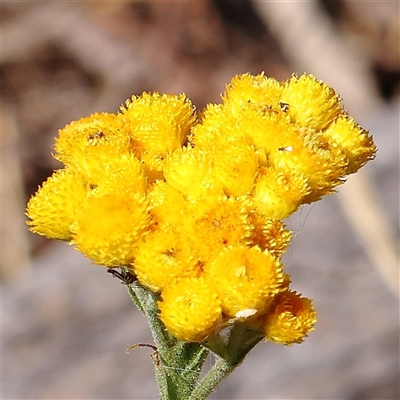 Chrysocephalum apiculatum (Common Everlasting) at Gundaroo, NSW - 5 Nov 2024 by ConBoekel