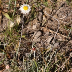 Leucochrysum albicans subsp. tricolor (Hoary Sunray) at Gundaroo, NSW - 6 Nov 2024 by ConBoekel