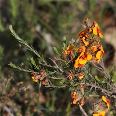 Dillwynia sericea (Egg And Bacon Peas) at Gundaroo, NSW - 6 Nov 2024 by ConBoekel