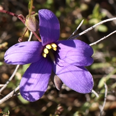 Cheiranthera linearis (Finger Flower) at Gundaroo, NSW - 6 Nov 2024 by ConBoekel