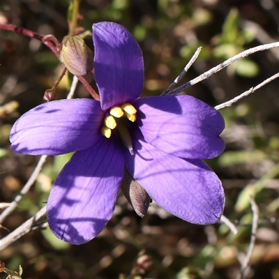 Cheiranthera linearis (Finger Flower) at Gundaroo, NSW - 5 Nov 2024 by ConBoekel