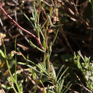 Cheiranthera linearis at Gundaroo, NSW - 6 Nov 2024 09:35 AM