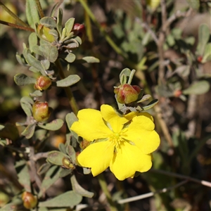 Hibbertia obtusifolia at Gundaroo, NSW - 6 Nov 2024