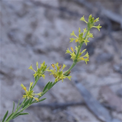 Pimelea curviflora var. sericea (Curved Riceflower) at Gundaroo, NSW - 6 Nov 2024 by ConBoekel