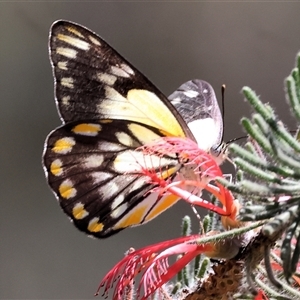 Belenois java (Caper White) at West Wodonga, VIC by KylieWaldon