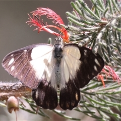 Belenois java at West Wodonga, VIC - 8 Nov 2024