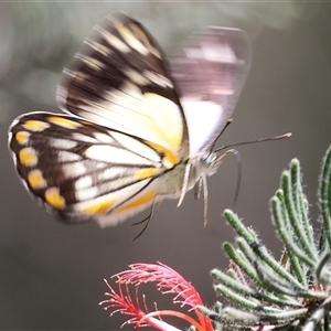 Belenois java at West Wodonga, VIC - 8 Nov 2024