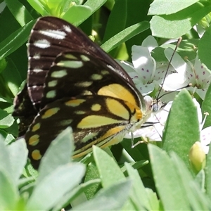 Belenois java at West Wodonga, VIC - 8 Nov 2024