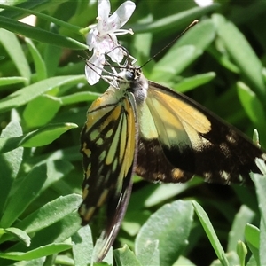 Belenois java at West Wodonga, VIC - 8 Nov 2024