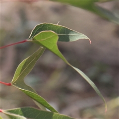 Brachychiton populneus subsp. populneus at Gundaroo, NSW - 6 Nov 2024