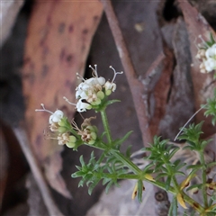 Asperula conferta (Common Woodruff) at Gundaroo, NSW - 5 Nov 2024 by ConBoekel