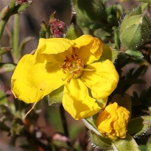 Hibbertia calycina at Gundaroo, NSW - 6 Nov 2024