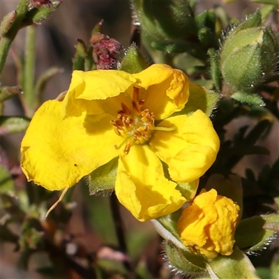 Hibbertia calycina (Lesser Guinea-flower) at Gundaroo, NSW - 6 Nov 2024 by ConBoekel