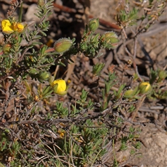 Hibbertia calycina at Gundaroo, NSW - 6 Nov 2024