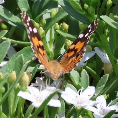 Vanessa kershawi (Australian Painted Lady) at West Wodonga, VIC - 8 Nov 2024 by KylieWaldon