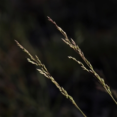 Poa sieberiana (Poa Tussock) at Gundaroo, NSW - 5 Nov 2024 by ConBoekel