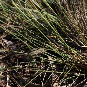 Poa sieberiana at Gundaroo, NSW - 6 Nov 2024