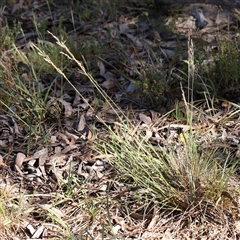 Poa sieberiana at Gundaroo, NSW - 6 Nov 2024