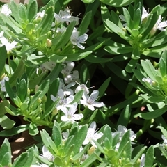 Unverified Other Shrub at West Wodonga, VIC - 8 Nov 2024 by KylieWaldon