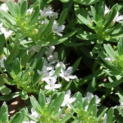 Unidentified Other Shrub at West Wodonga, VIC - 8 Nov 2024 by KylieWaldon