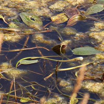 Ottelia ovalifolia subsp. ovalifolia (Swamp Lily) at Gundaroo, NSW - 5 Nov 2024 by ConBoekel