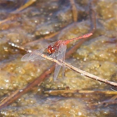 Diplacodes bipunctata (Wandering Percher) at Gundaroo, NSW - 5 Nov 2024 by ConBoekel