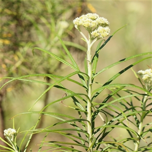 Cassinia longifolia at Gundaroo, NSW - 6 Nov 2024